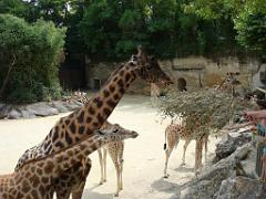 149 BIO PARC DE DOUE LA FONTAINE 2- 2016_000023